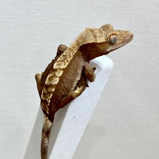 100%헷아잔틱