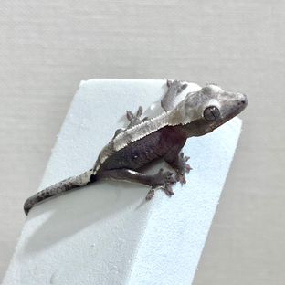 아잔틱