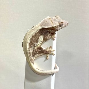 Lilly 100% Het Axanthic