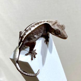 아잔틱