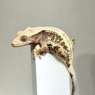 릴리100%헷아잔틱