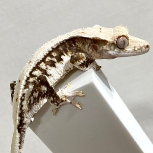 릴리100%헷아잔틱