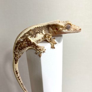 릴리100%헷아잔틱