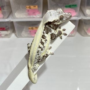 릴잔틱