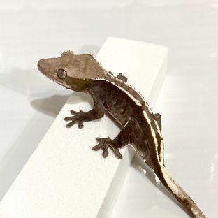 아잔틱