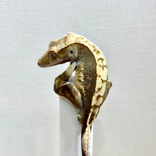 100%헷아잔틱
