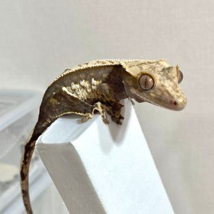 100%헷아잔틱