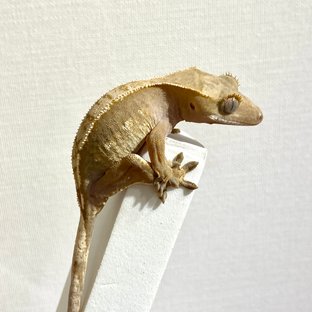 100%헷아잔틱