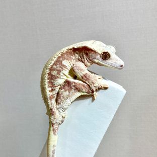 릴리100%헷아잔틱