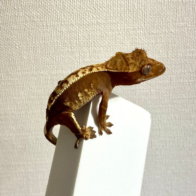 100%헷아잔틱