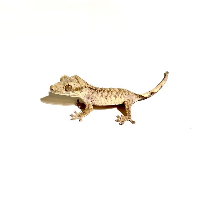 노멀 달마시안