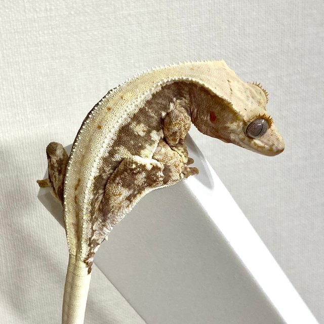 릴리100%헷아잔틱