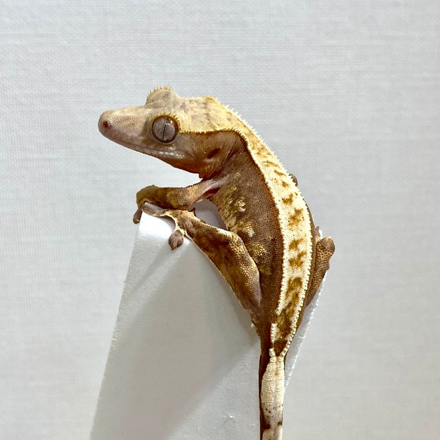 100%헷아잔틱