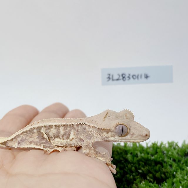 릴리화이트