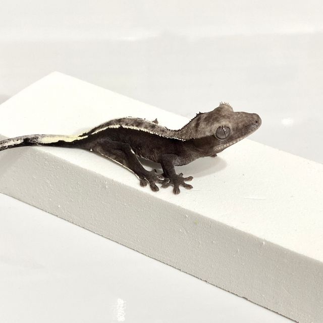 아잔틱