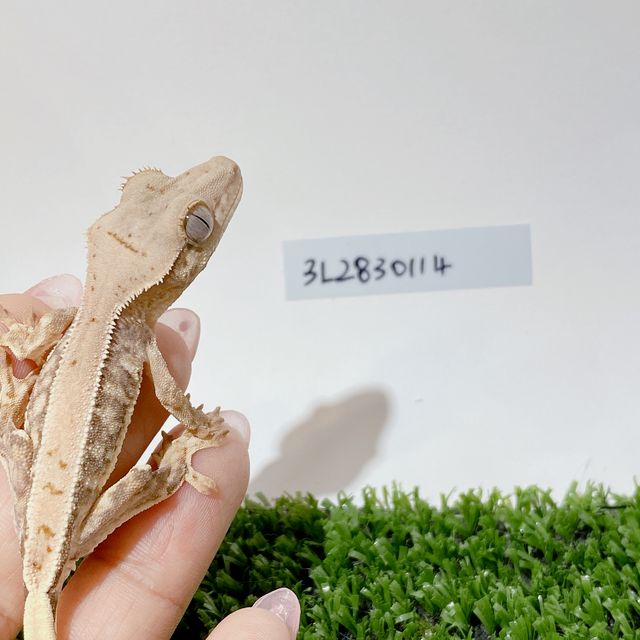릴리화이트