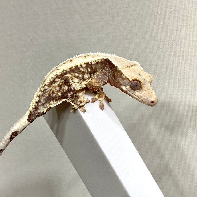 릴리100%헷아잔틱