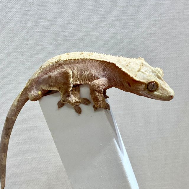 100%헷아잔틱