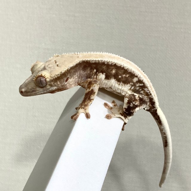 릴리100%헷아잔틱