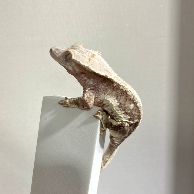 릴리100%헷아잔틱