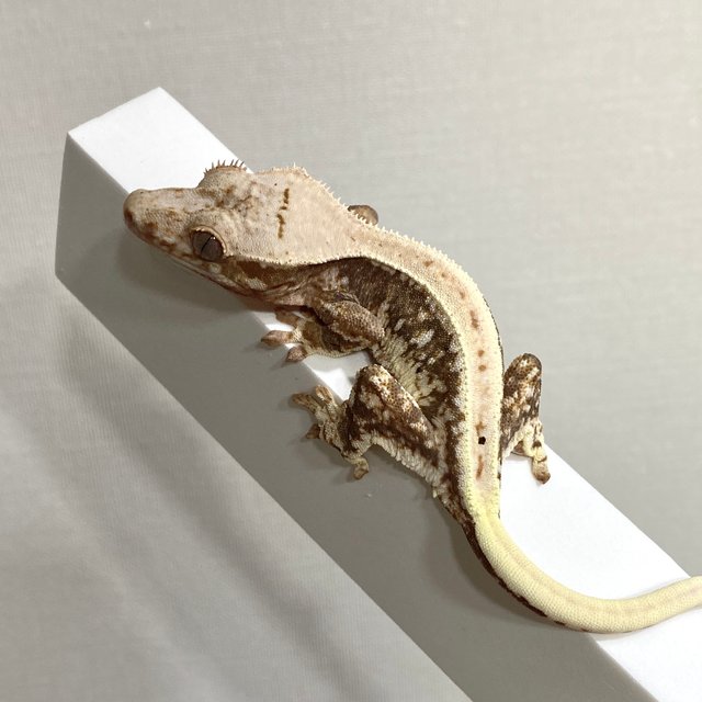 릴리100%헷아잔틱