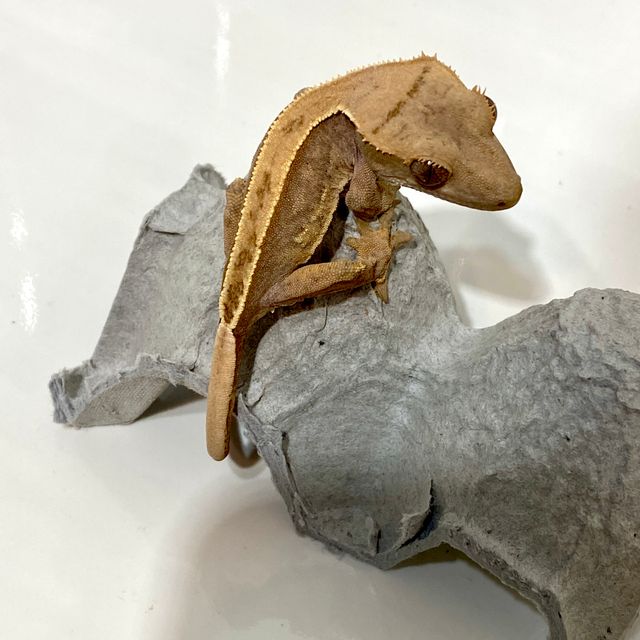 100%헷아잔틱