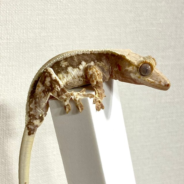 릴리100%헷아잔틱