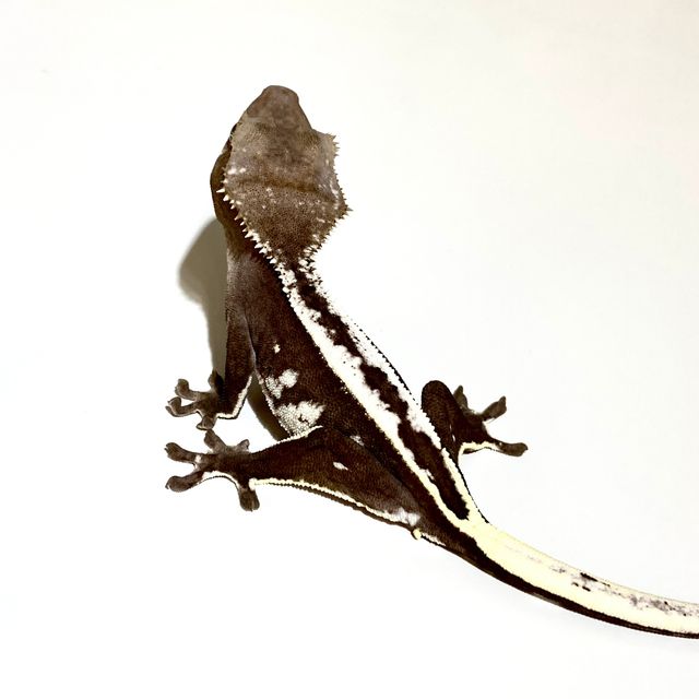 아잔틱