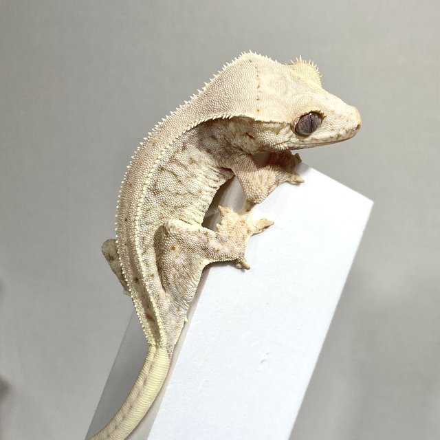 릴리100%헷아잔틱