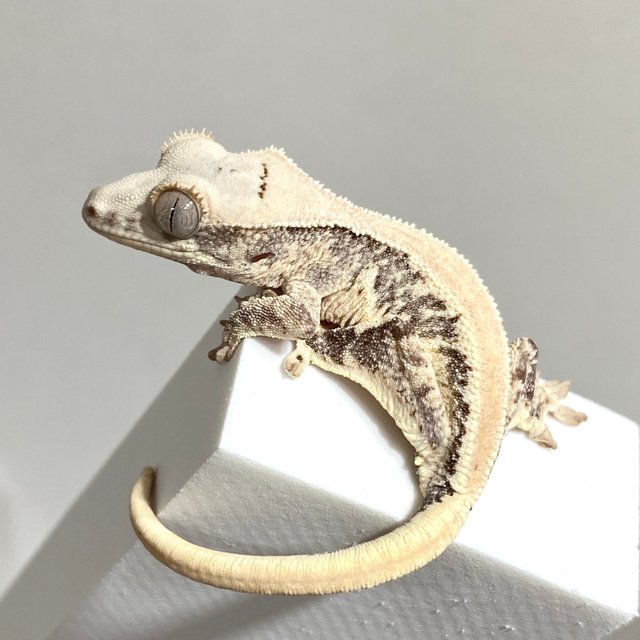 릴리화이트 솔리드백