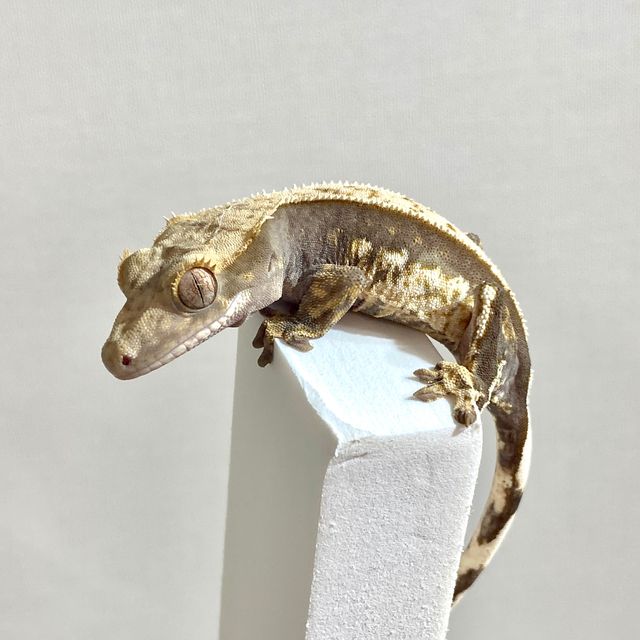 100%헷아잔틱