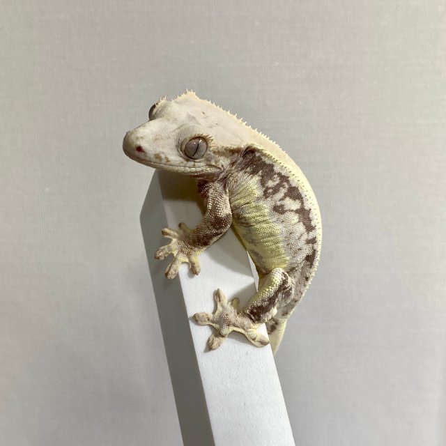 릴리100%헷아잔틱