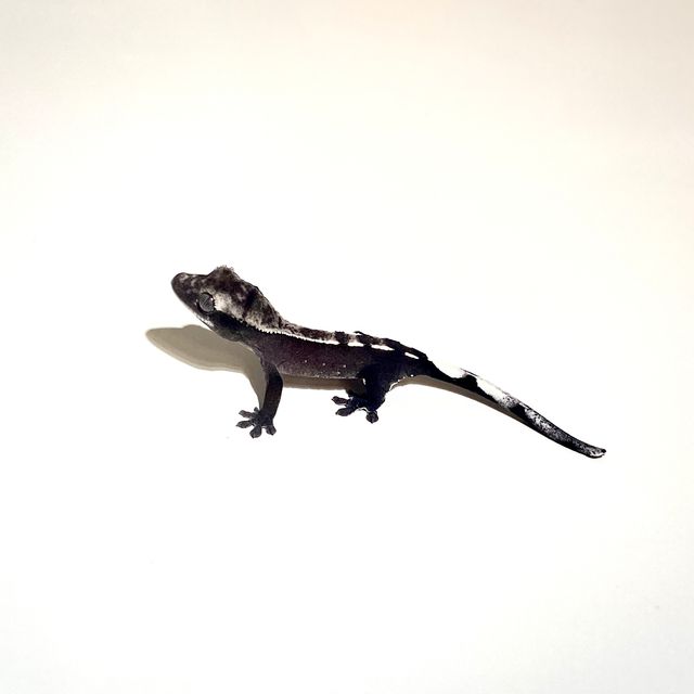 아잔틱