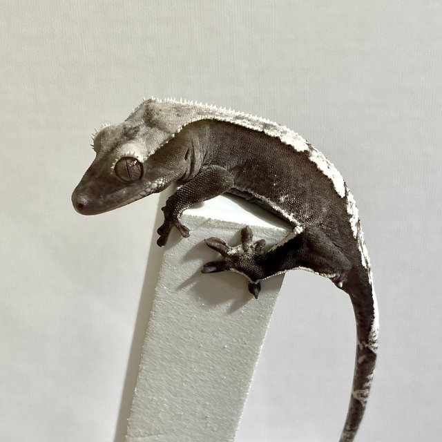 아잔틱