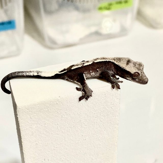 아잔틱