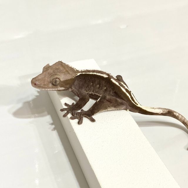 아잔틱