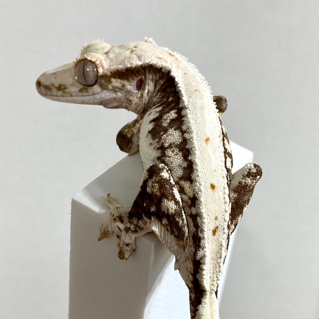 릴리100%헷아잔틱