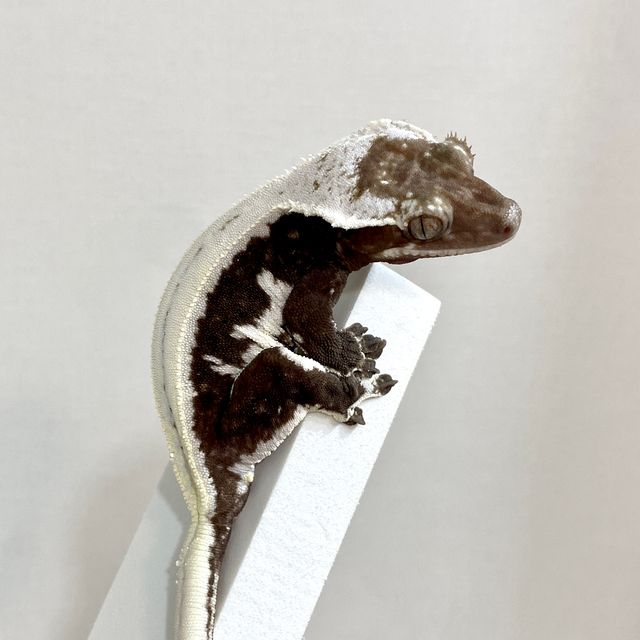 릴잔틱