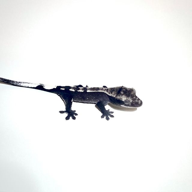 아잔틱
