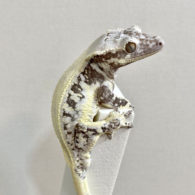 릴잔틱