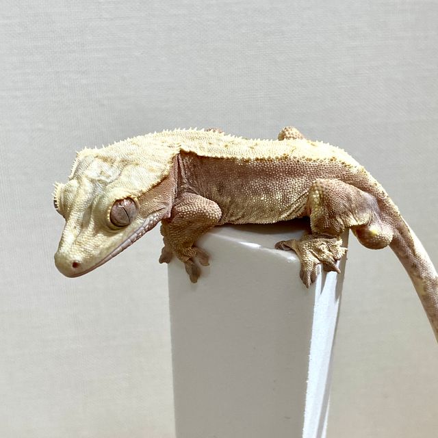 100%헷아잔틱