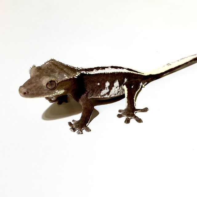 아잔틱