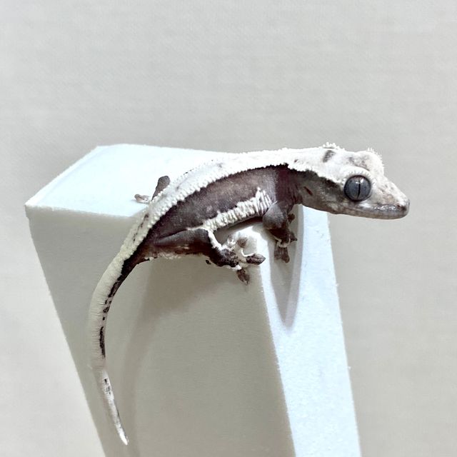 릴잔틱