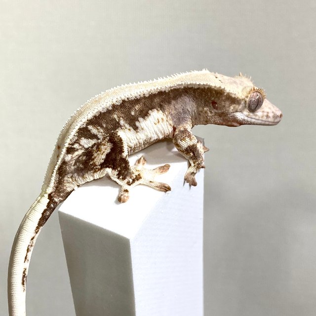 릴리100%헷아잔틱