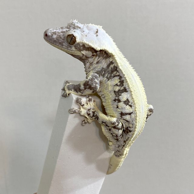 릴잔틱