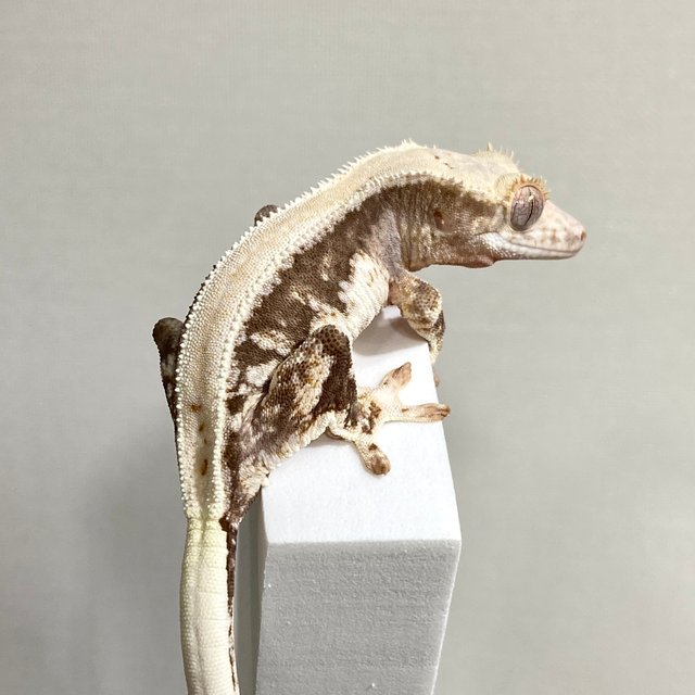 릴리100%헷아잔틱