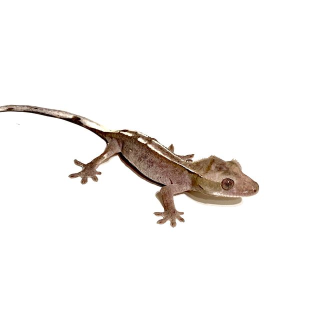 아잔틱