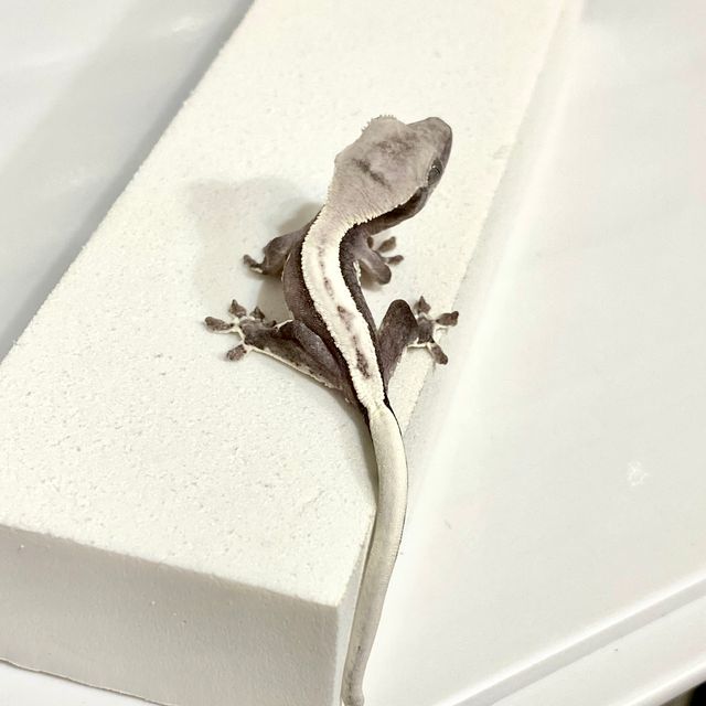 릴잔틱