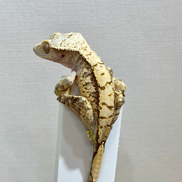 노멀