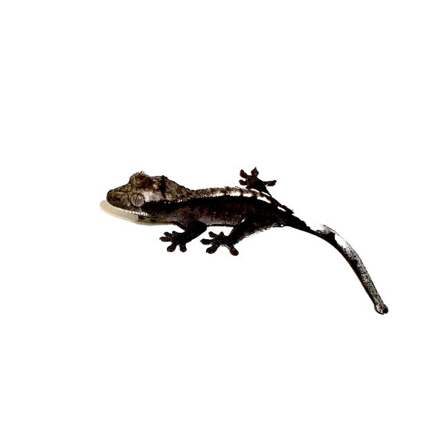 아잔틱